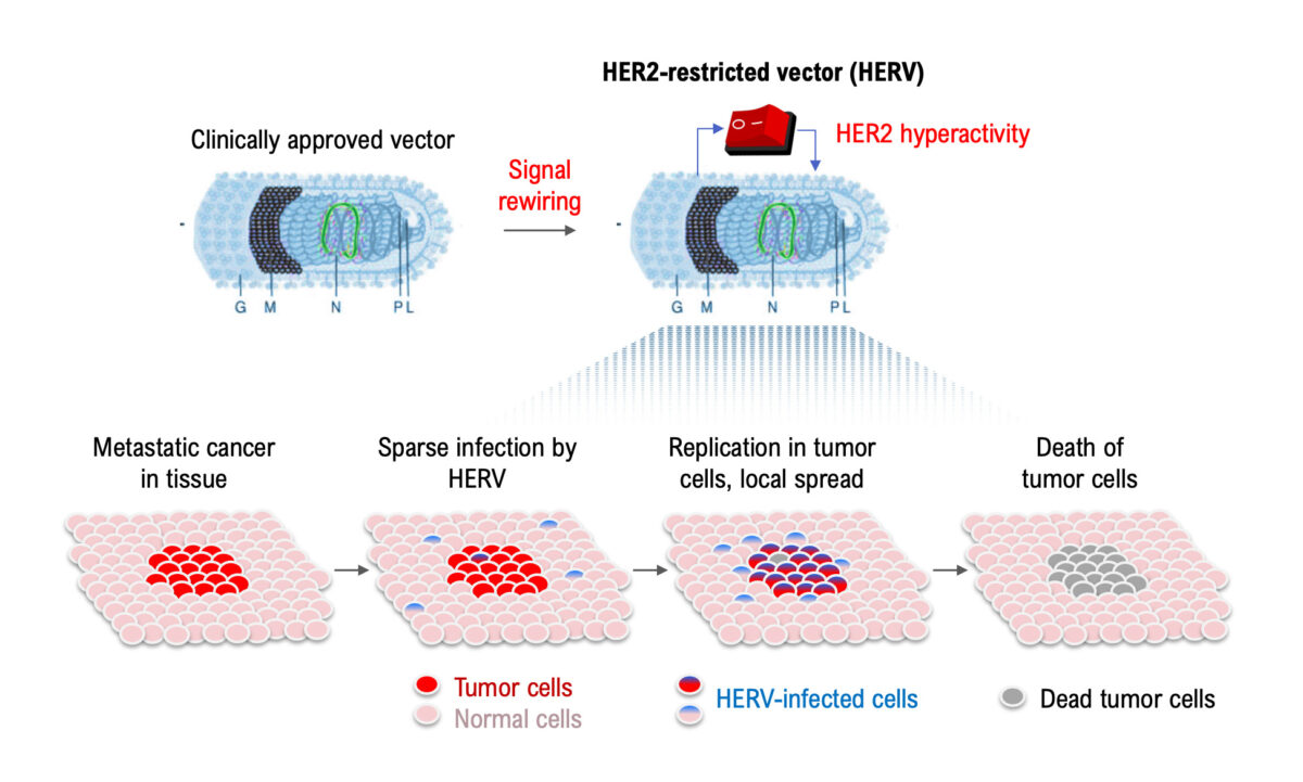 Rewiring Cancer Signaling to Virotherapeutic Activation