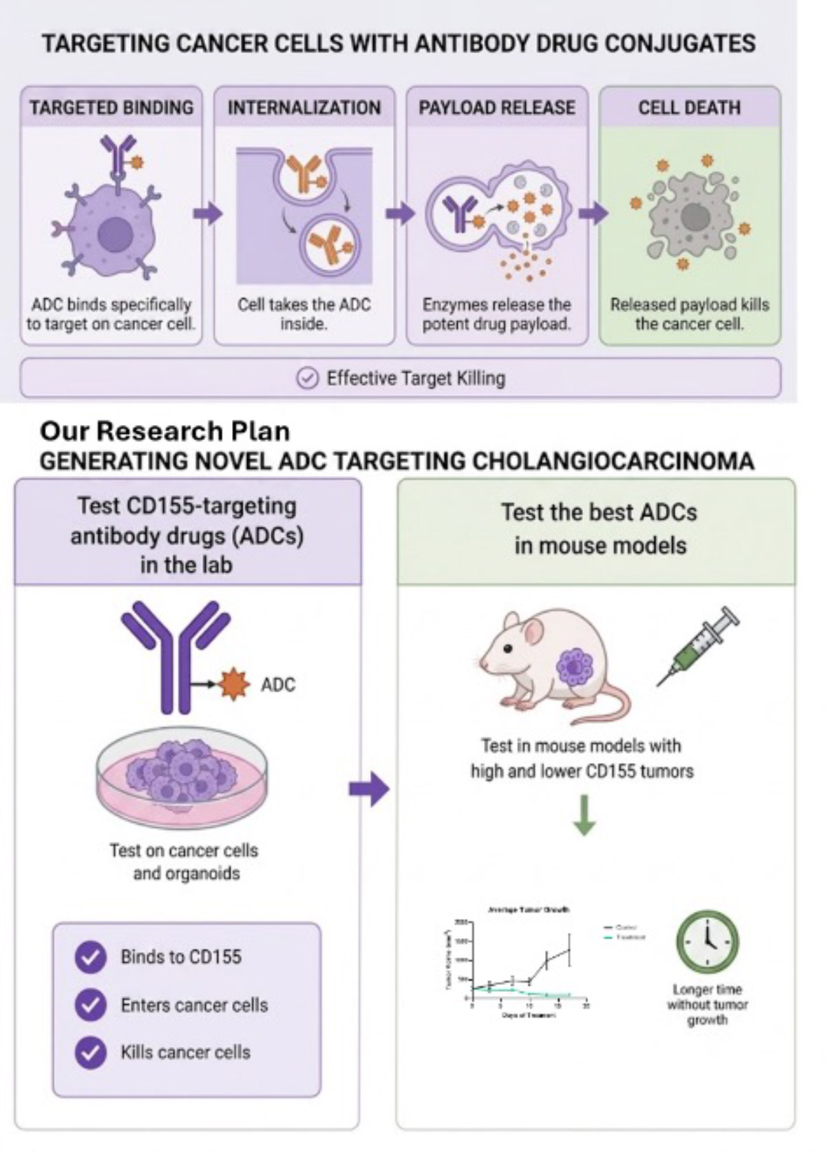 Targeting Cancer Cells